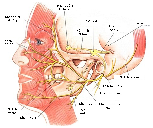 Co giật nửa mặt